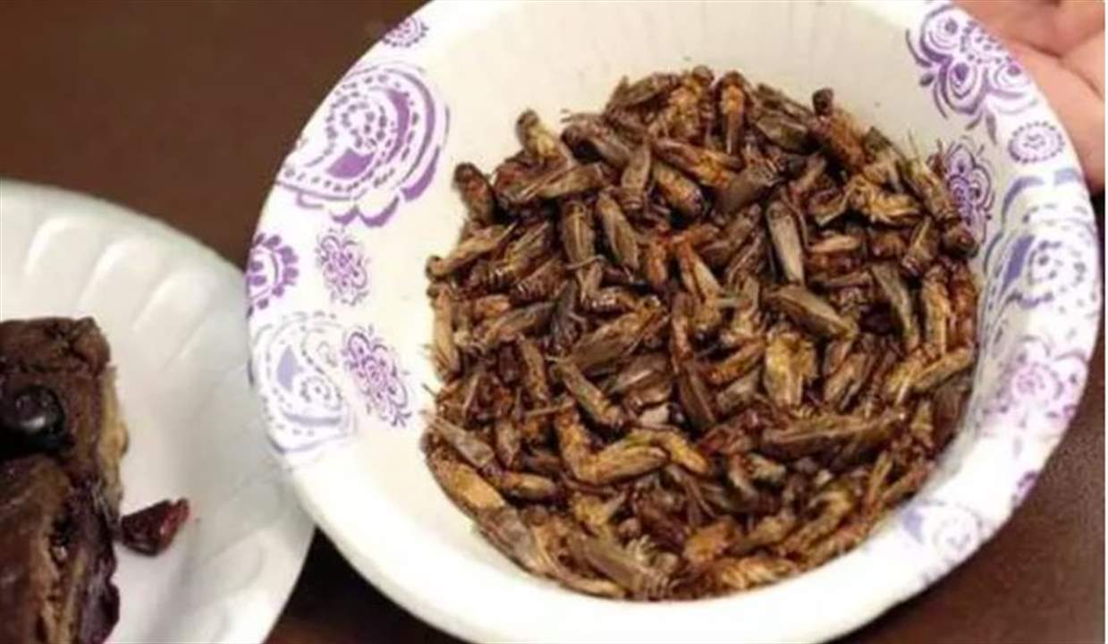 بقرار رسمي.. الصراصير والديدان ضمن غذاء الأوروبيين!