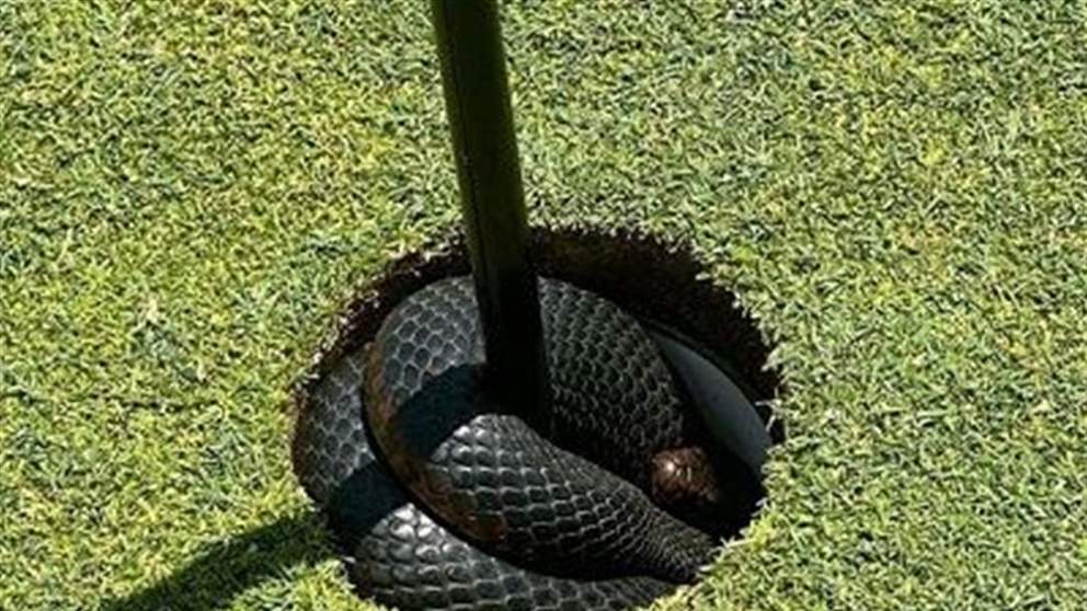 بالفيديو - أفعى في حفرة الجولف .. ضيفٌ غير مُرحّب به