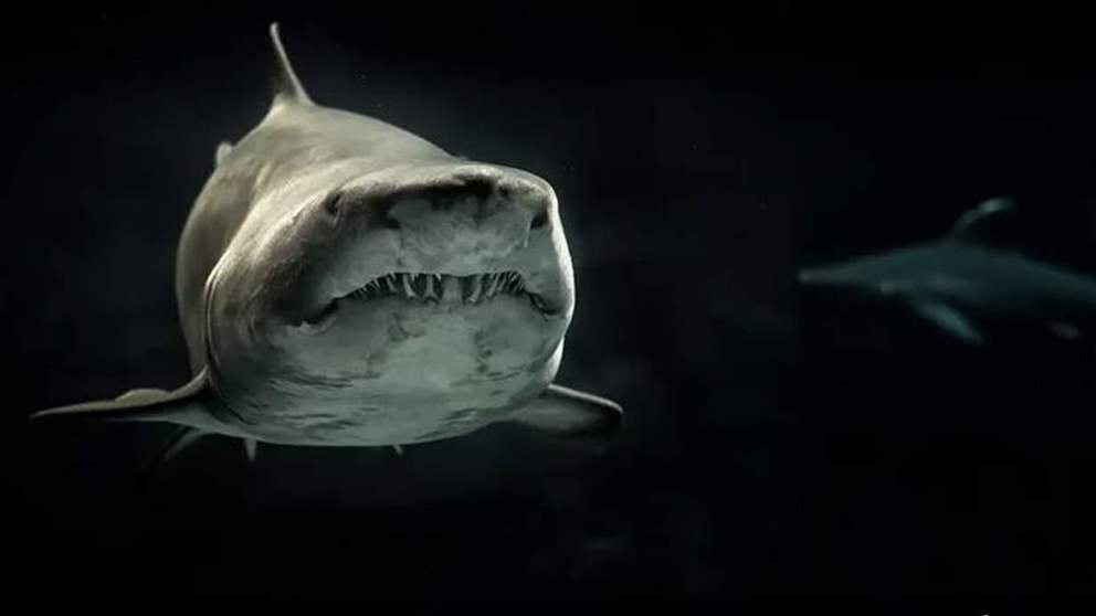 رحلة سياحية تتحول لمأســ  اة بسبب قرش!