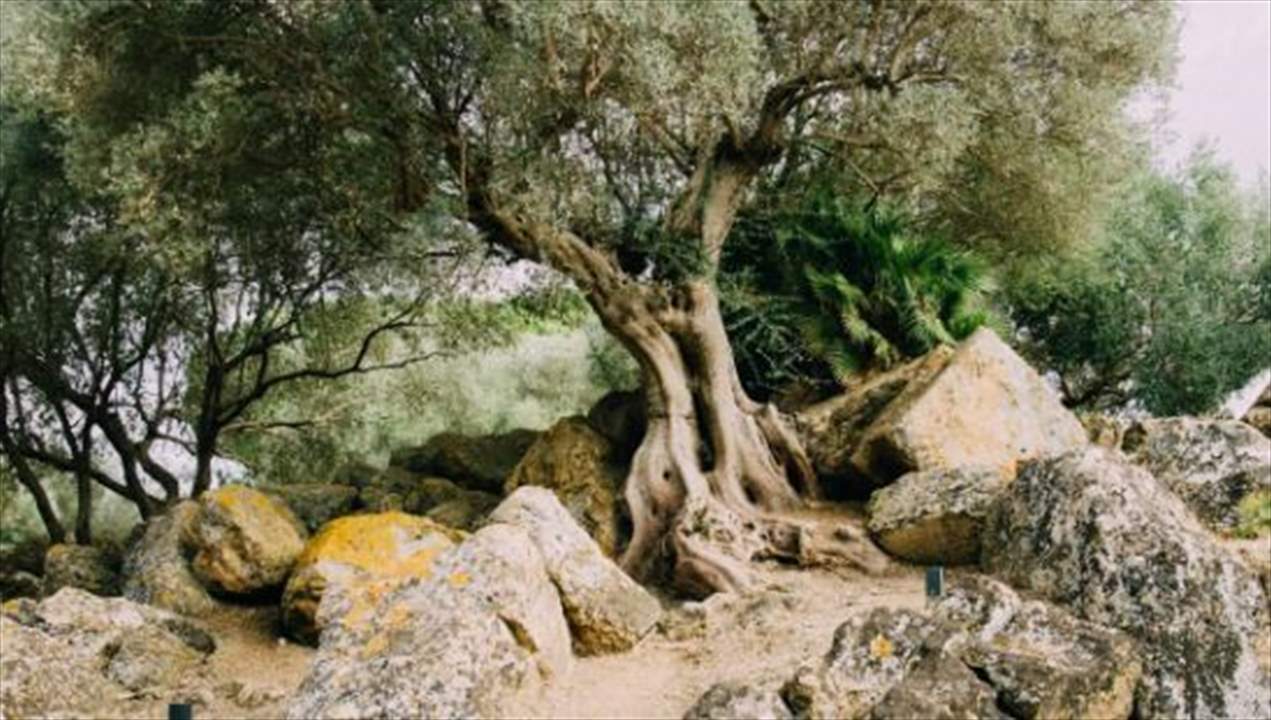 بالفيديو - انشطار شجرة زيتون معمرة بسبب زلزال تركيا إلى نصفين وابتعادهما عن بعضهما لامتار عدة 