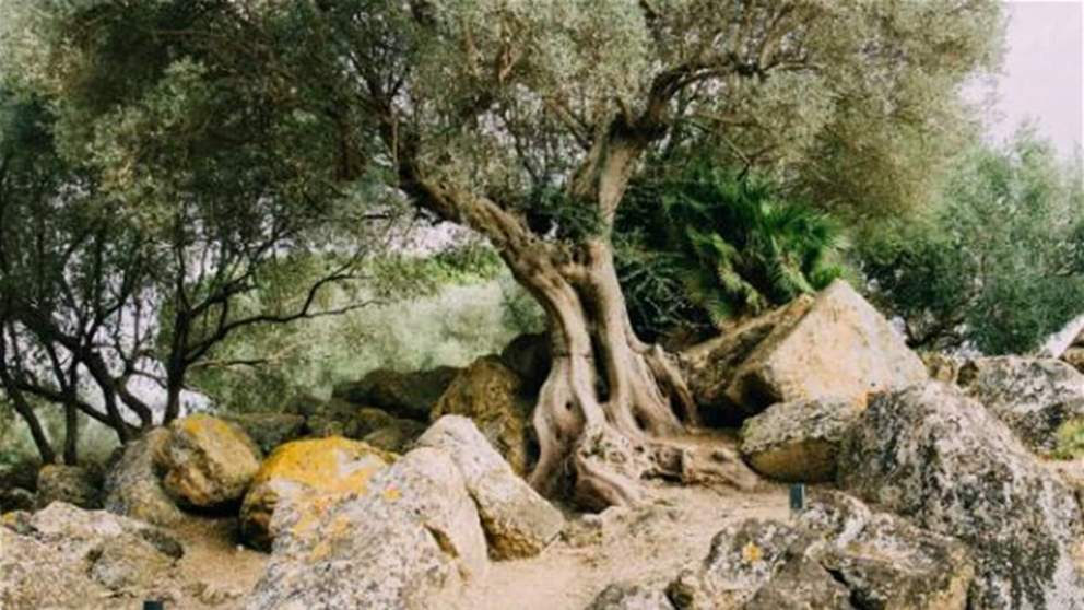 بالفيديو - انشطار شجرة زيتون معمرة بسبب زلزال تركيا إلى نصفين وابتعادهما عن بعضهما لامتار عدة 