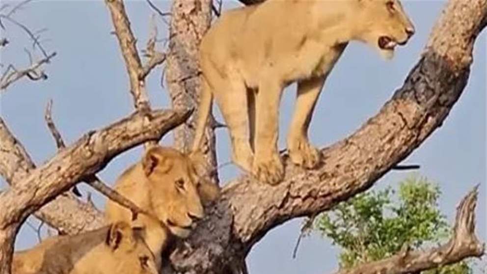 بالفيديو -  لمواجهة ظرف طارئ... أسود في "سلوك غير مألوف"!