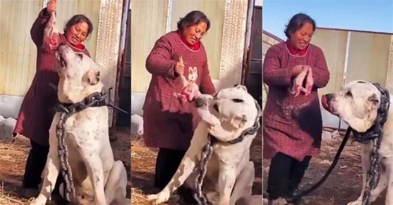 بالفيديو ـ كلب الراعي الآسيوي الأضخم في العالم !