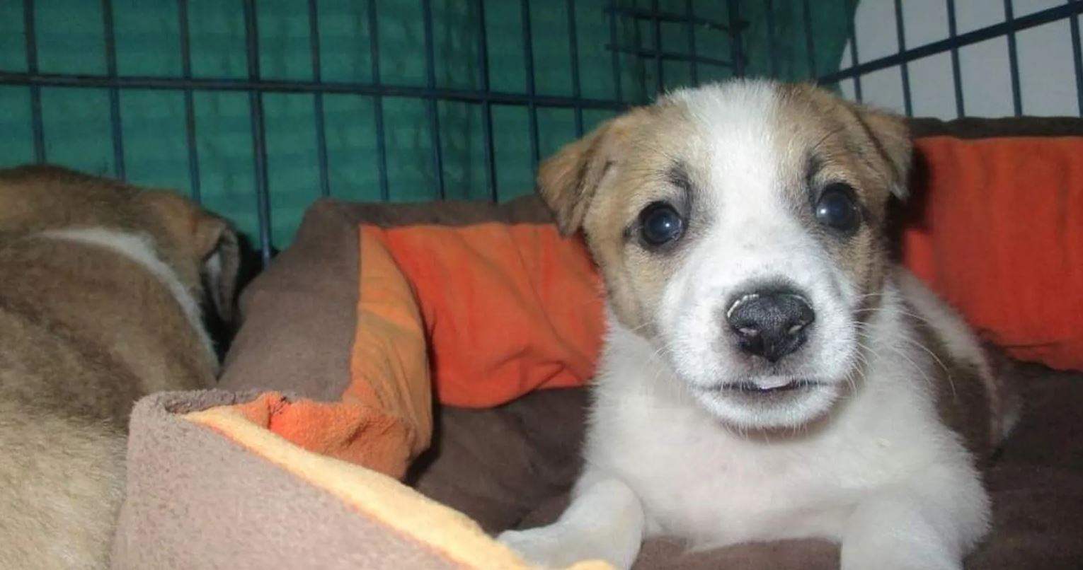 في مصر.. فرصة سفر وإقامة "5 نجوم" للكلاب الضالة