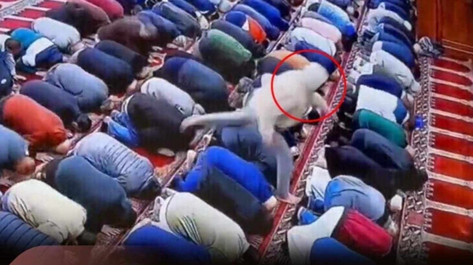  فيديو يرصد لحظة طعن إمام مسجد أثناء صلاة الفجر في نيوجيرسي