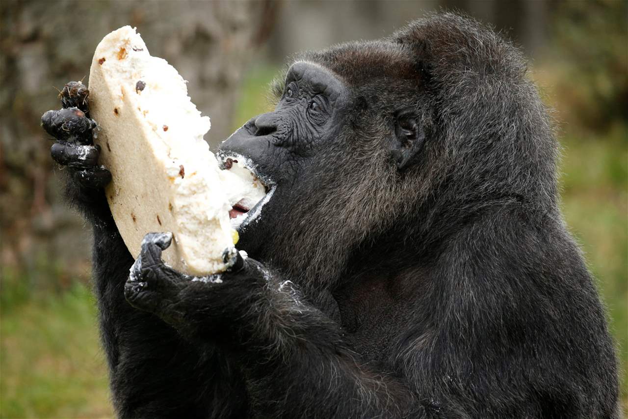 الغوريلا "فاتو"  تحتفل بعيد ميلادها الـ66.. أكبر غوريلا في العالم