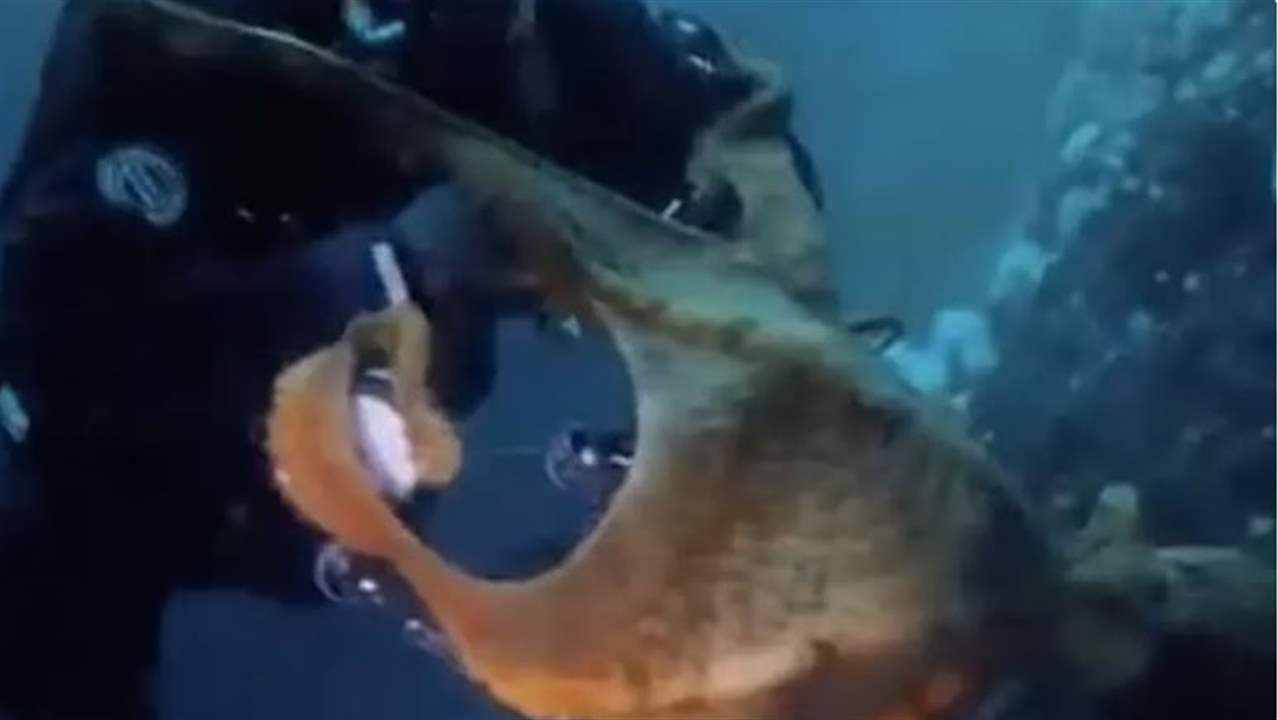 بالفيديو -أخطبوط عملاق يلتف على عنق غطاس ويسحبه 40 قدماً تحت الماء