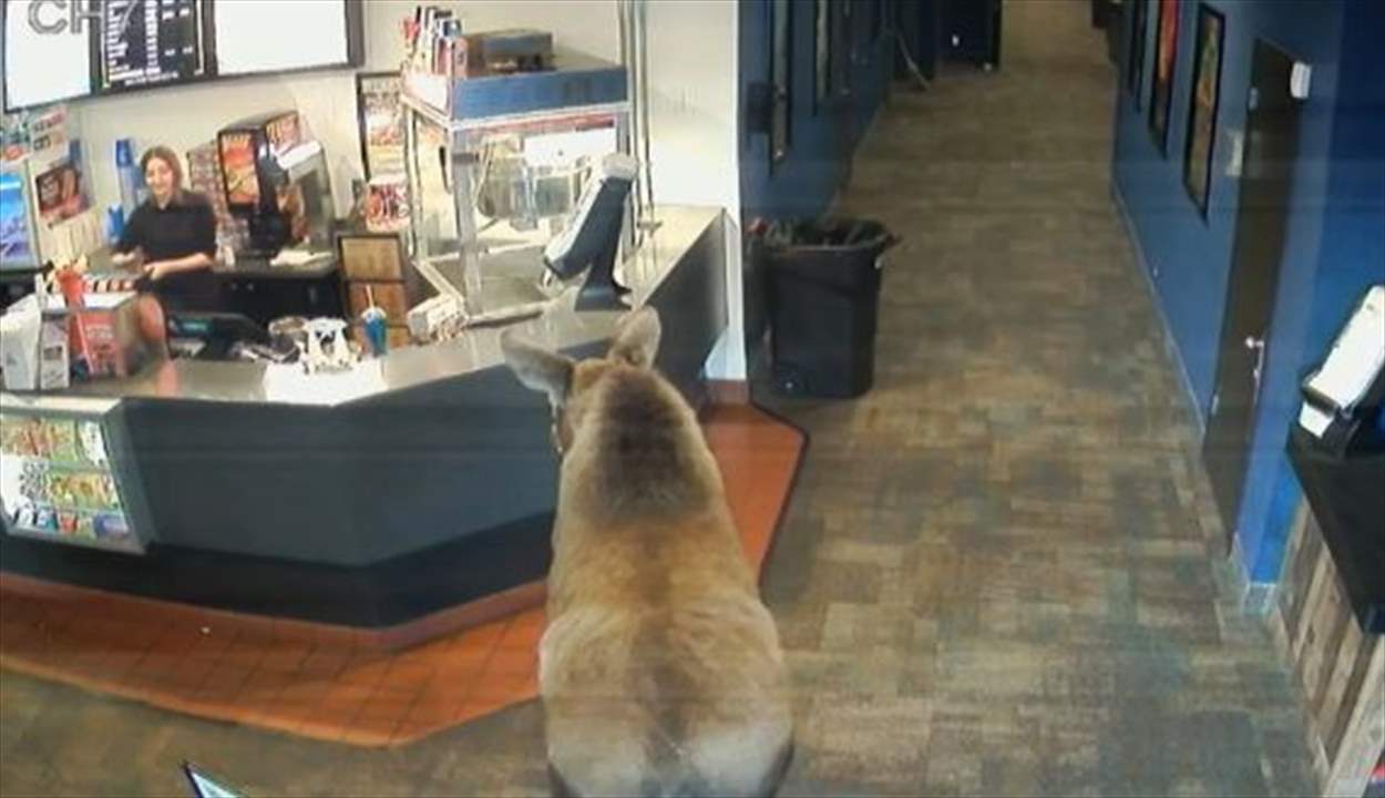 تذوق الفشار وحشر فمه داخل وجبة ماكدونالدز.. كاميرا رصدت حيوان الموظ يتجول في السينما