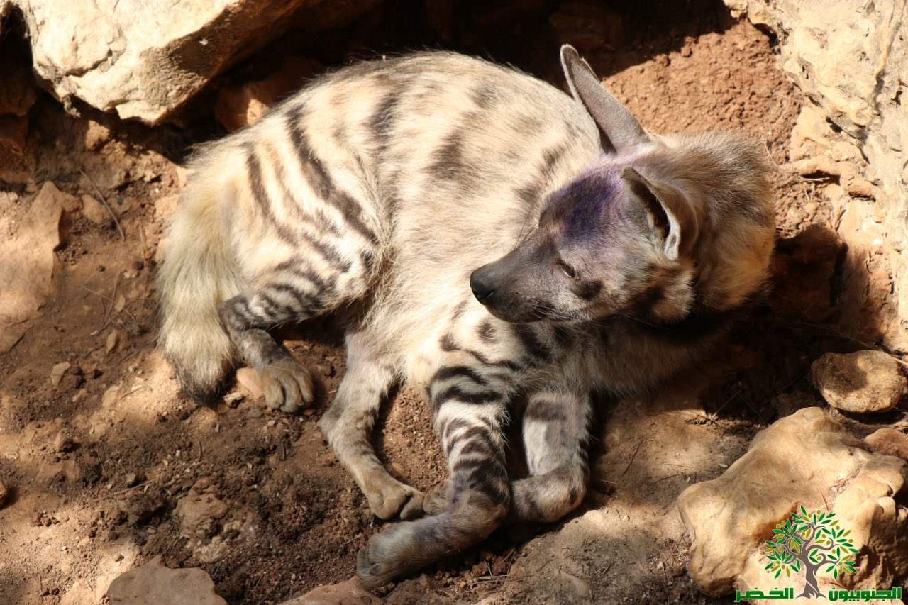  بالفيديو ـ إنقاذ ضبع في بلدة الزرارية الجنوبية !