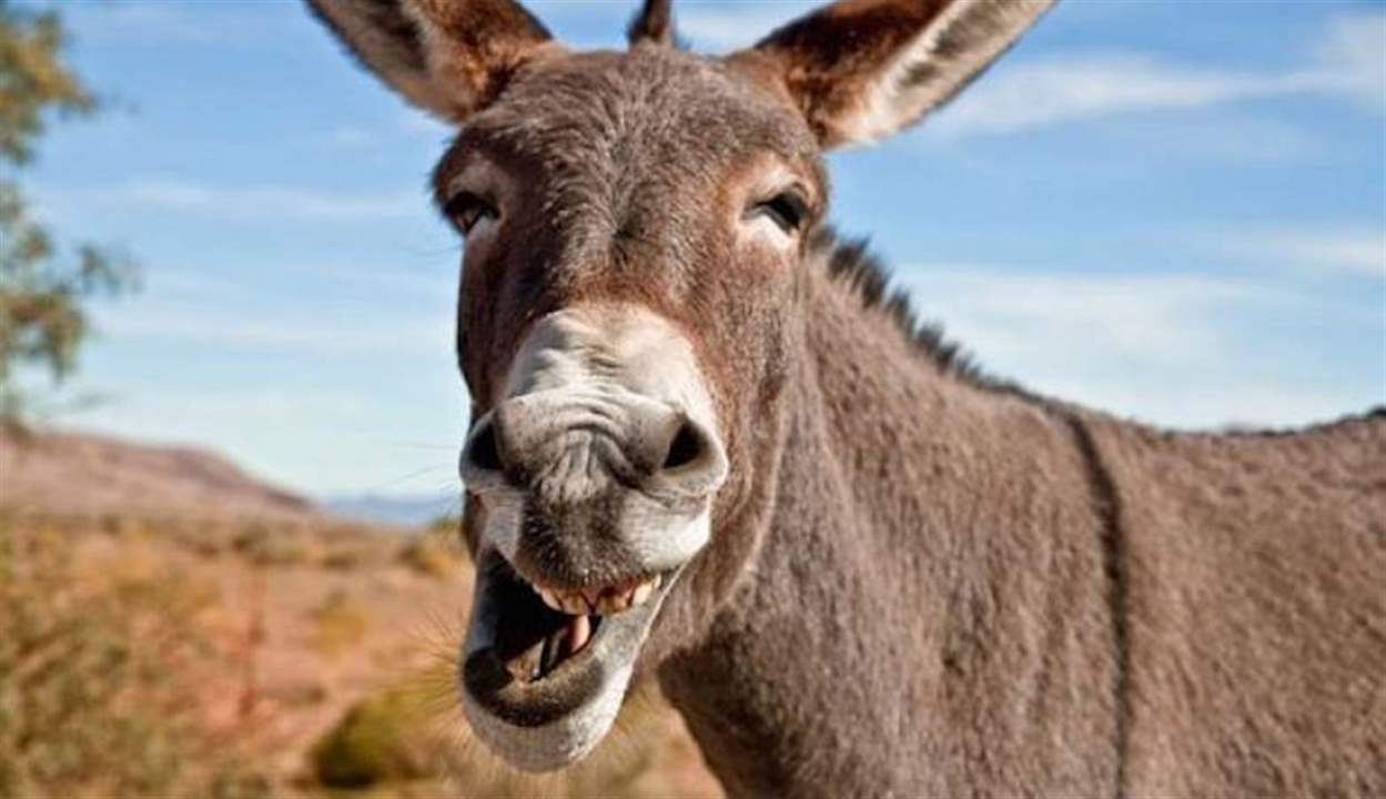 في اليوم العالمي للحمار.. 10 حقائق مثيرة عن "الحيوان الدؤوب" !