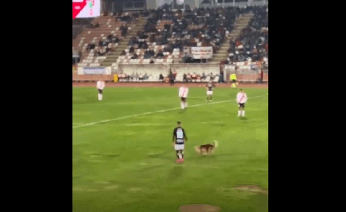 فيديو - الكلب في أرض الملعب يتسبب بإيقاف المباراة