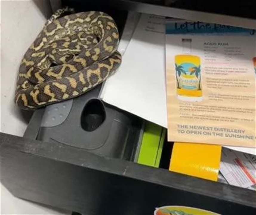  بالفيديو - ثعبان يظهر فجأة داخل الدرج 