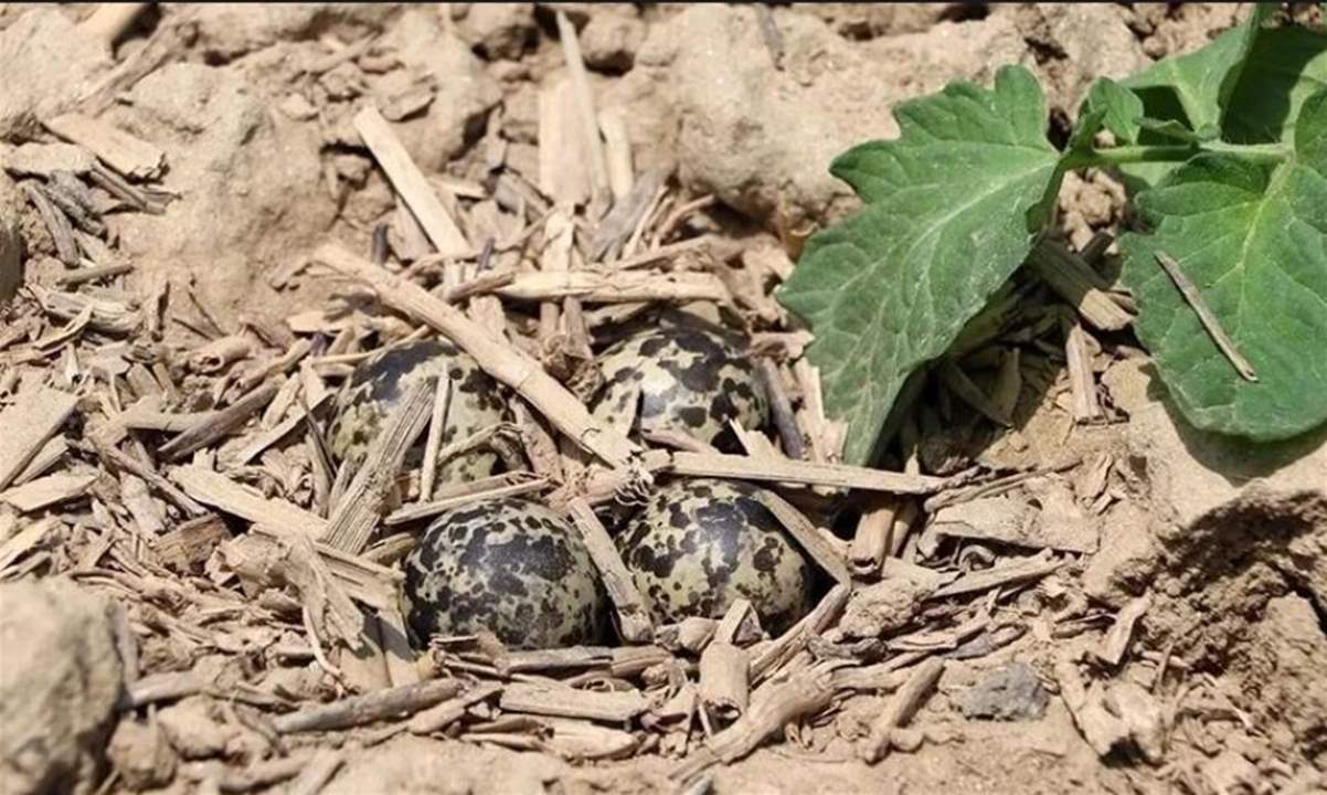 بالفيديو - أنثى طائر توقف جرارا زراعياً دفاعاً عن عشها 