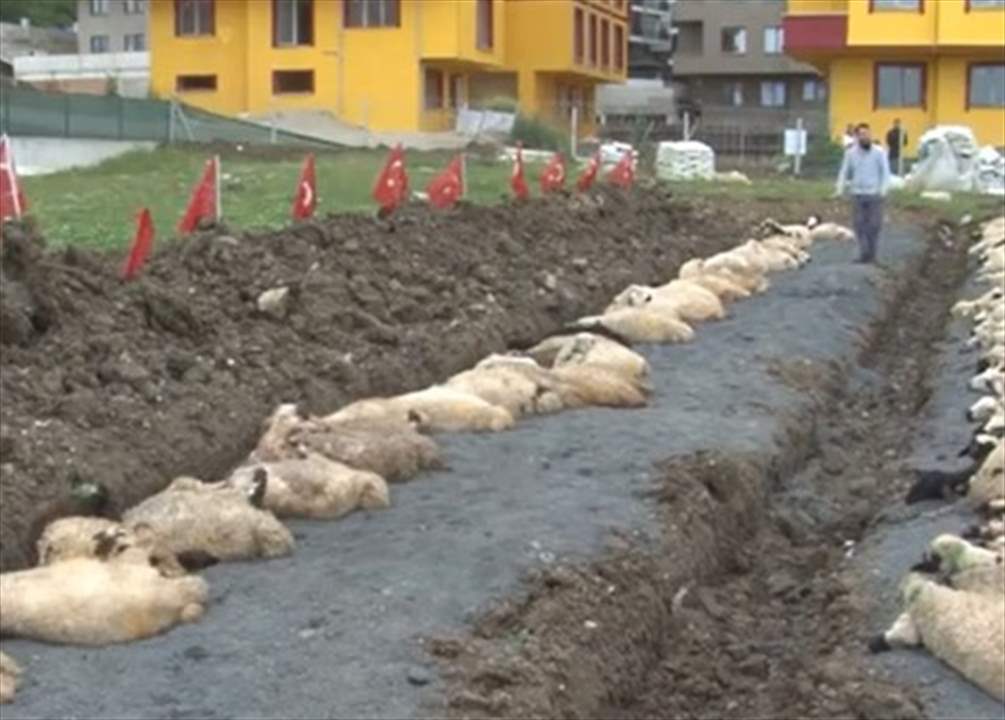   رجل أعمال تركي ينحر 81 خروفًا في اسطنبول احتفالاً بفوز أردوغان