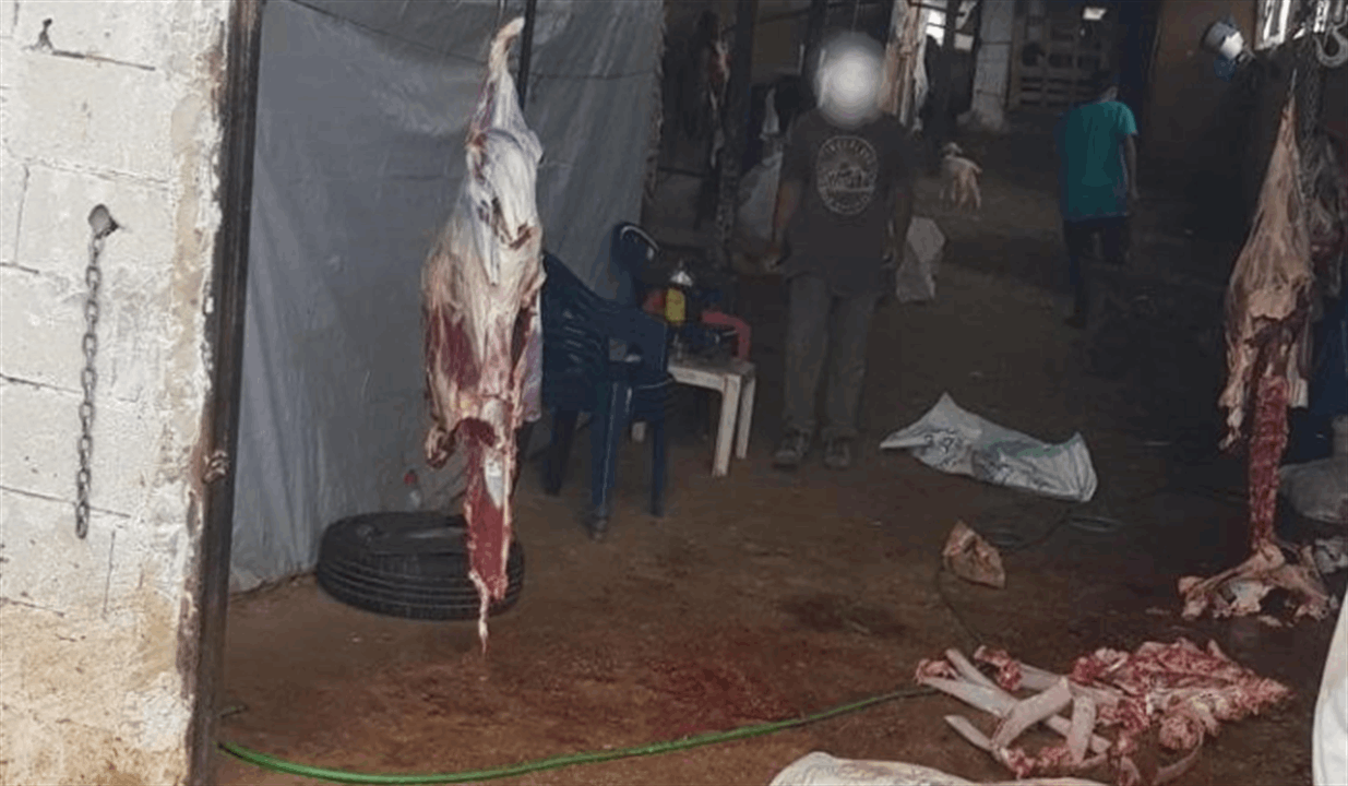ذبح أبقاراً مريضة ونافقة وباعها.. في قبضة قوى الأمن! 