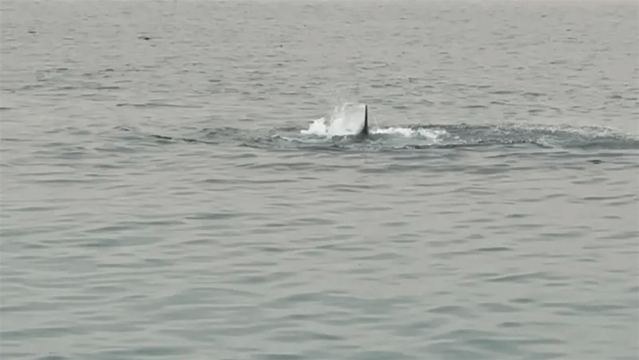     والد الروسي ضحية القرش في الغردقة يروي تفاصيل ما حصل ! 