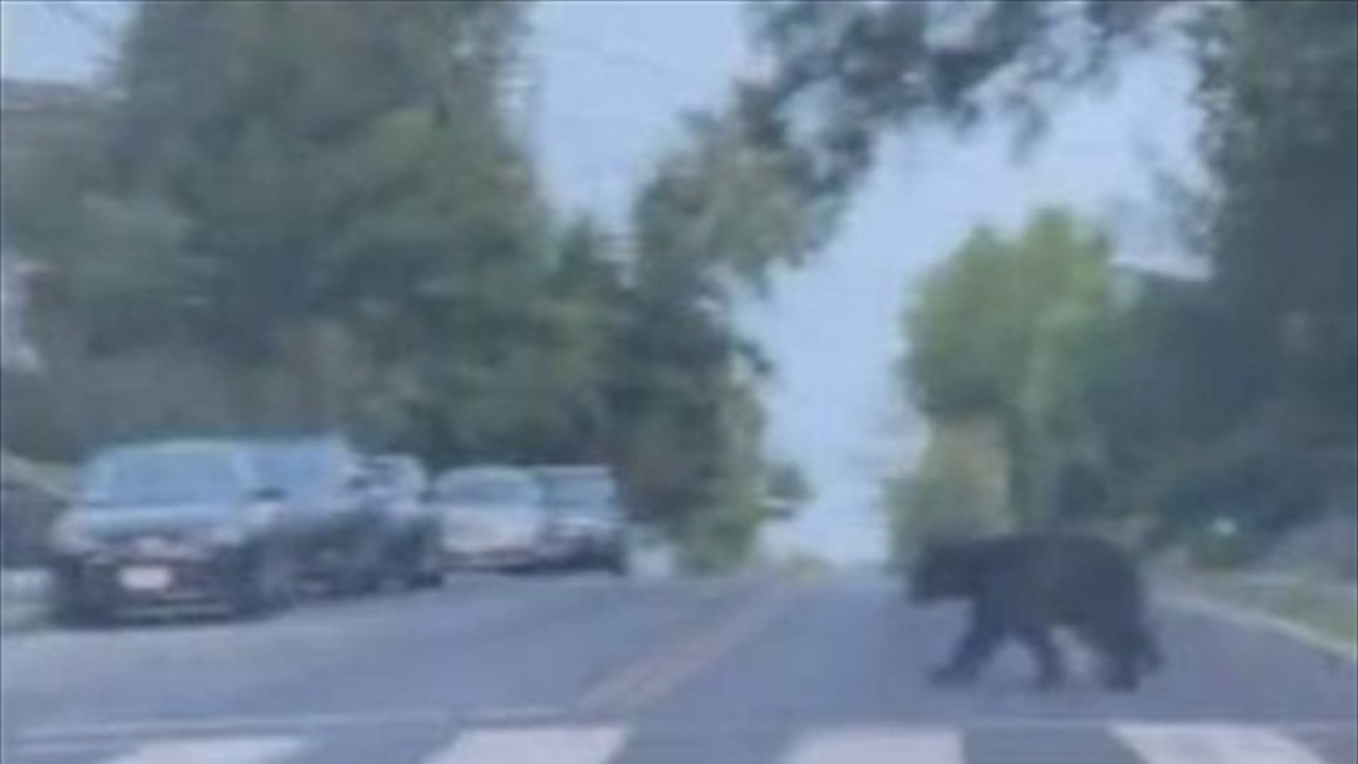 بالفيديو.. دب "يتغندر" قرب الكابيتول والبيت الأبيض!