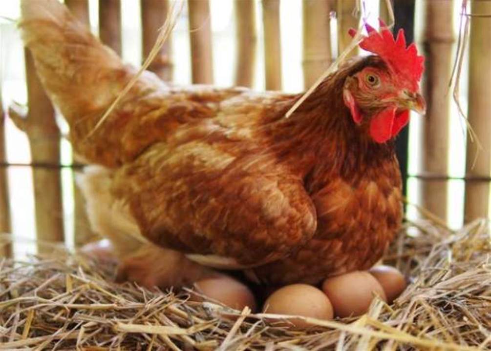   الدجاجة قبل أم البيضة؟ .. وأخيراً علماء يجيبون عن السؤال المحير !