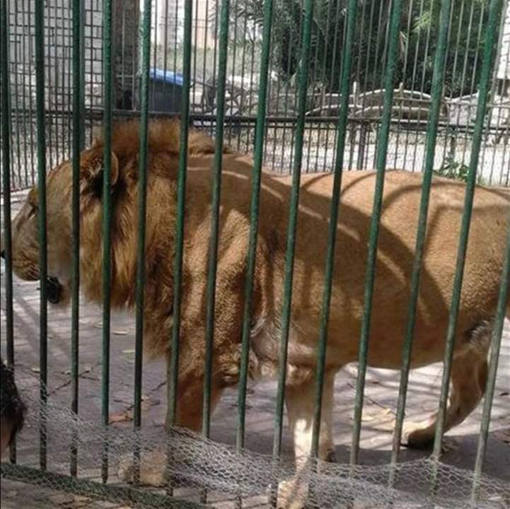 ما حقيقة صورة "الأسد المريض" في مصر؟