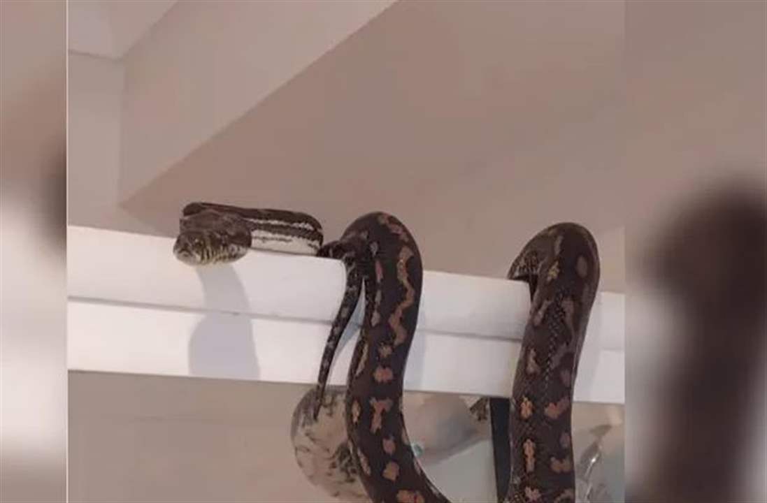 بالفيديو - دخل مرحاض منزله ليجد "ثعباناً ضخماً مرقطاً"