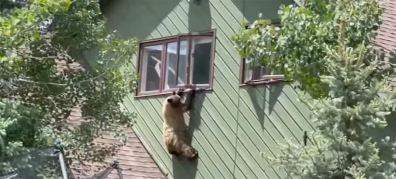 بالفيديو - دب يقتحم منزلا ويغادره بهذه الطريقة! 