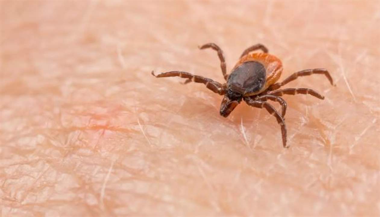 الأولى بالعالم.. وفاة يابانية بـ"فيروس أوز" من لدغة قرادة