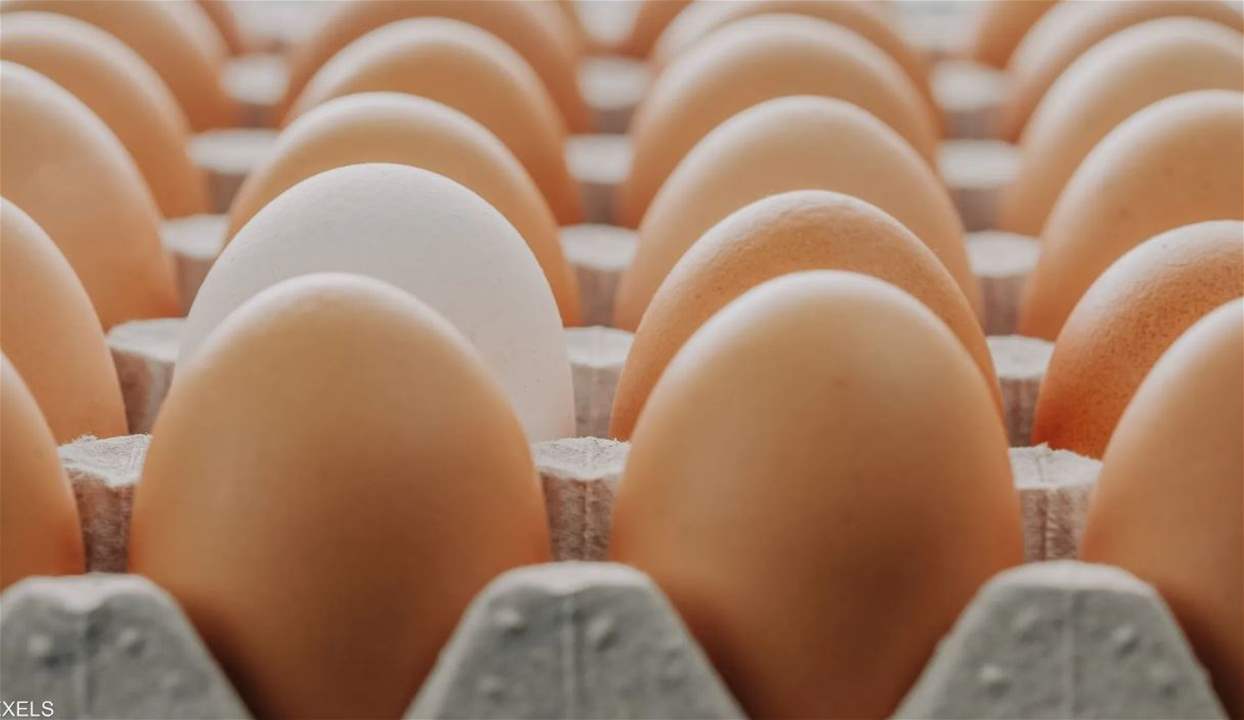 قصة "كرتونة البيض".. اختراع يدر 8 مليارات دولار سنوياً