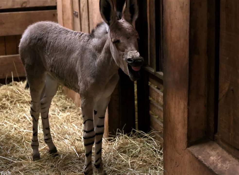 بالصور -  ولادة حيوان مهدد بالانقراض في تشيلي