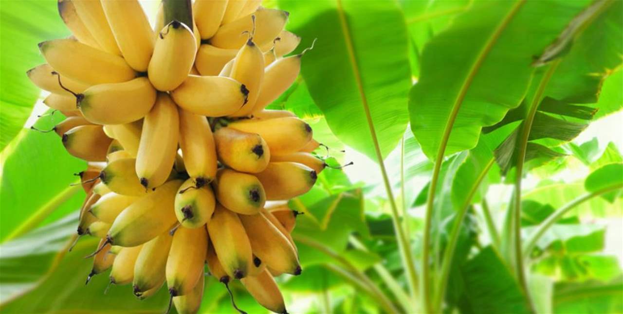 غذاء يُنقذ ملايين البشر..استغرق تهجينه 20 سنة