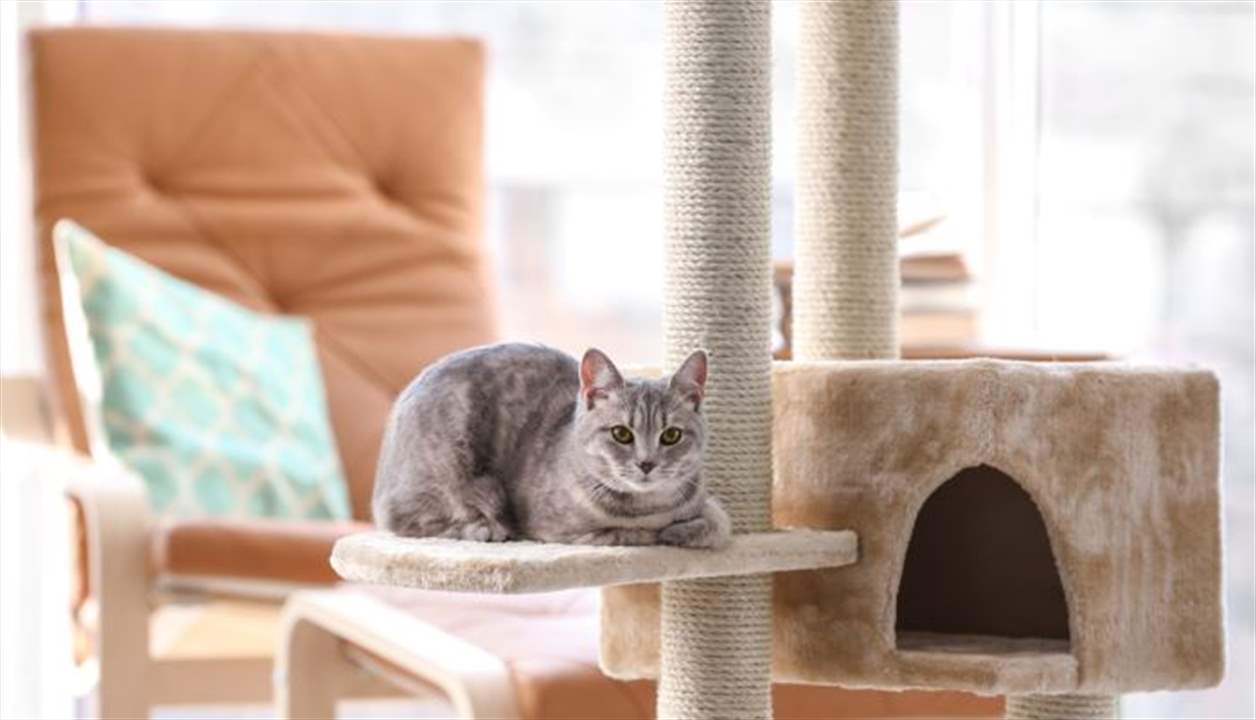 سلوك قد يدفع صاحبها للجنون! لماذا تحب القطط الأليفة الإلقاء بالأشياء على الأرض؟