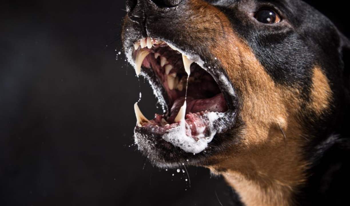  بعض الكلاب قد تقتلك.. أشرس 10 كلاب في العالم