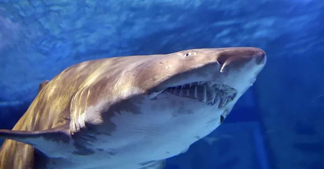 قروش ميتة تثير رعب سكان ولاية أميركية