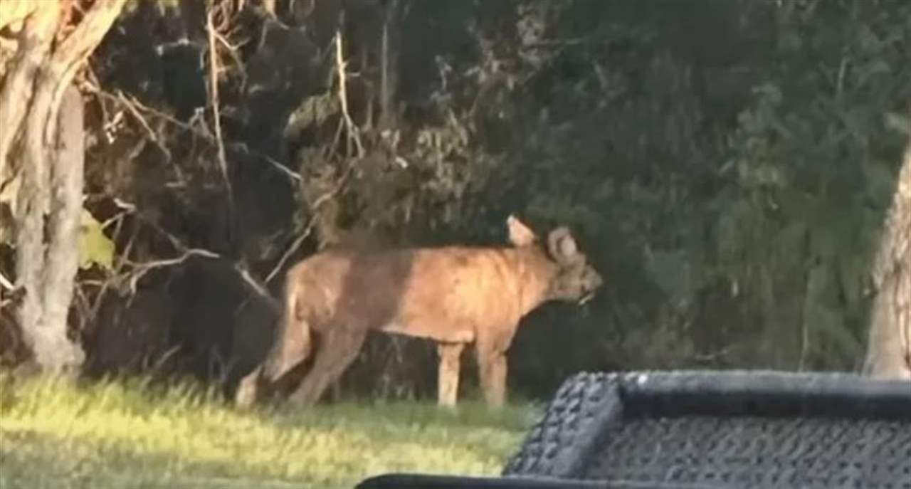 بالفيديو - حيوان غريب الشكل يحيّر المسؤولين في تكساس
