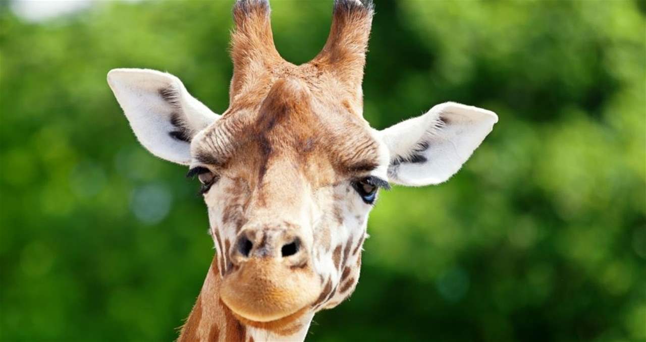 ولادة زرافة في أميركا.."الوحيدة بالعالم" التي لا تملك جلداً مرقعاً..وحديقة تطلق مسابقة لتسميتها
