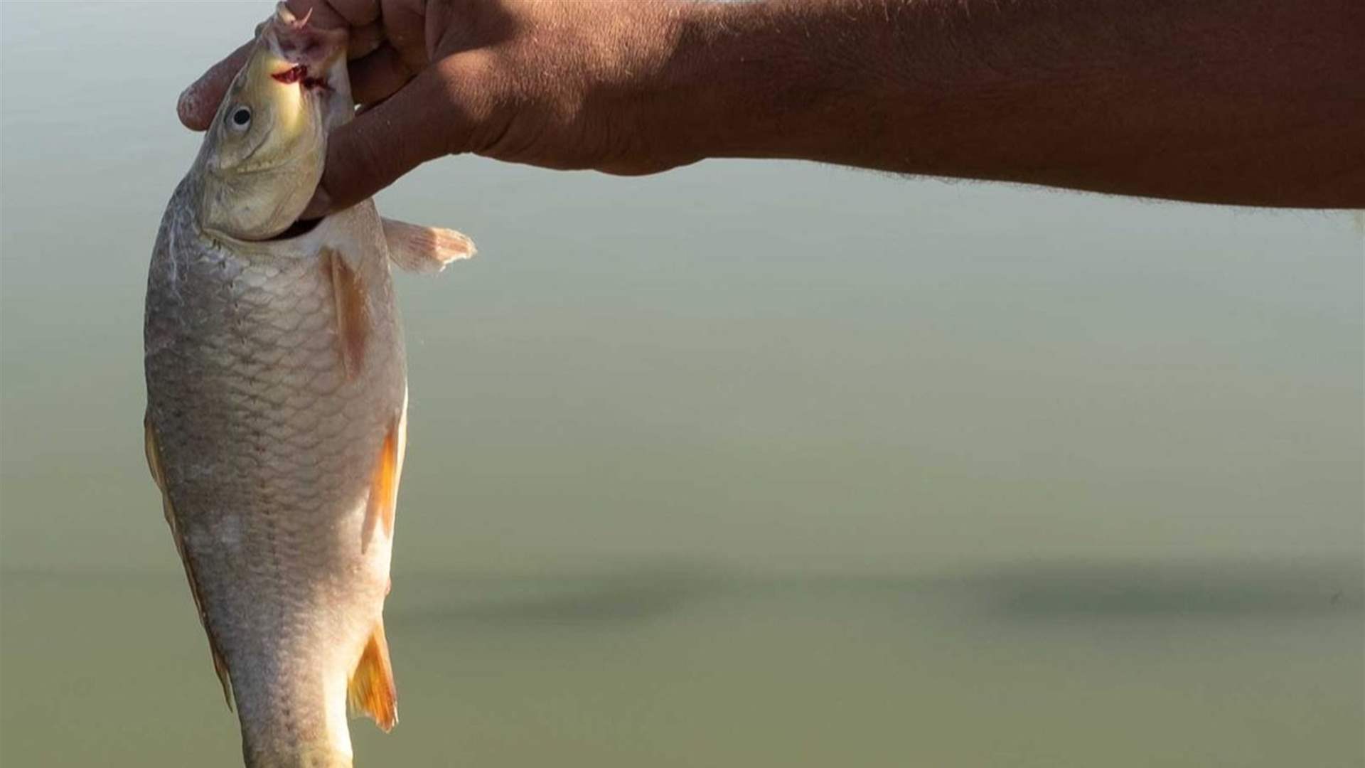 بالصورة- سمكة بأسنان بشرية!