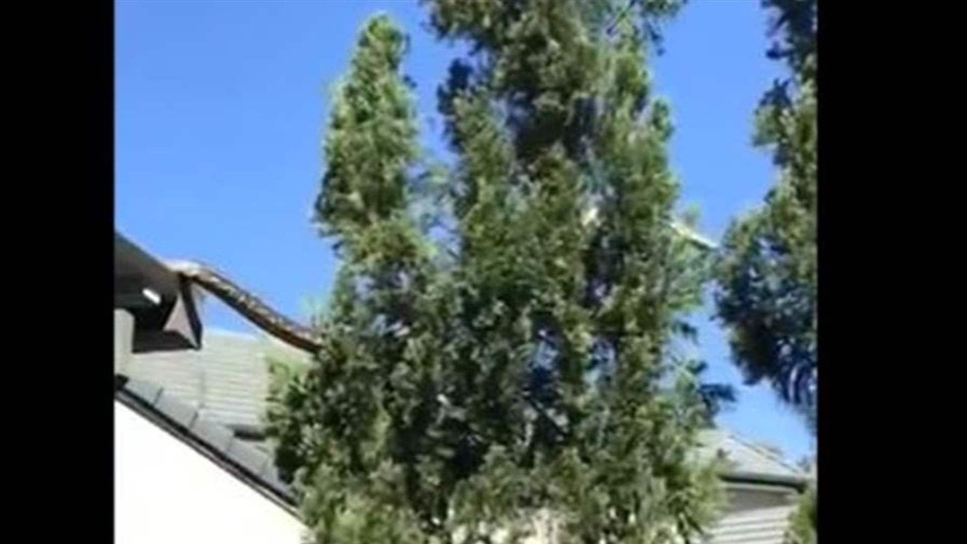 بالفيديو - &quot;ثعبان عملاق&quot; يتنقل من سطح مبنى الى شجرة والعائلة تراقب