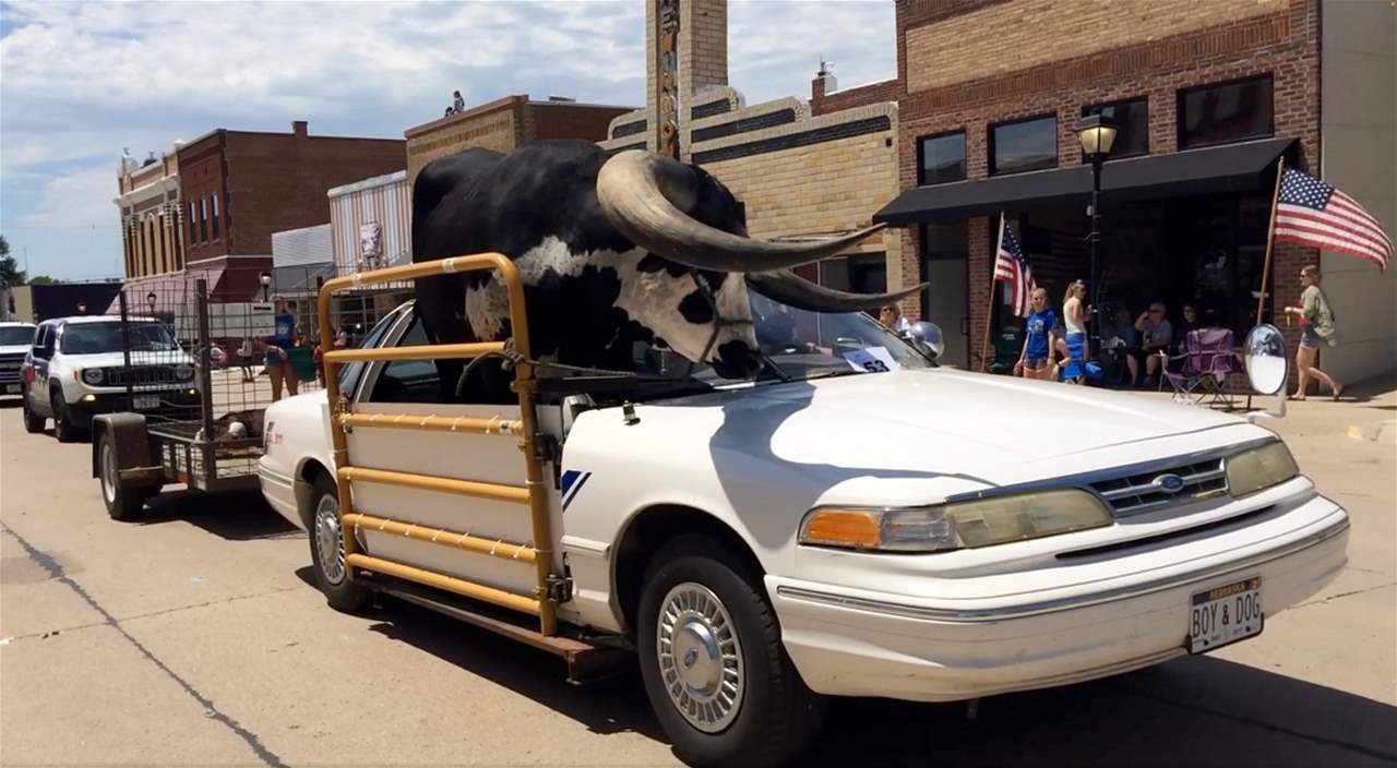 فيديو - ثور ضخم تحوّل الى السائق المساعد !!