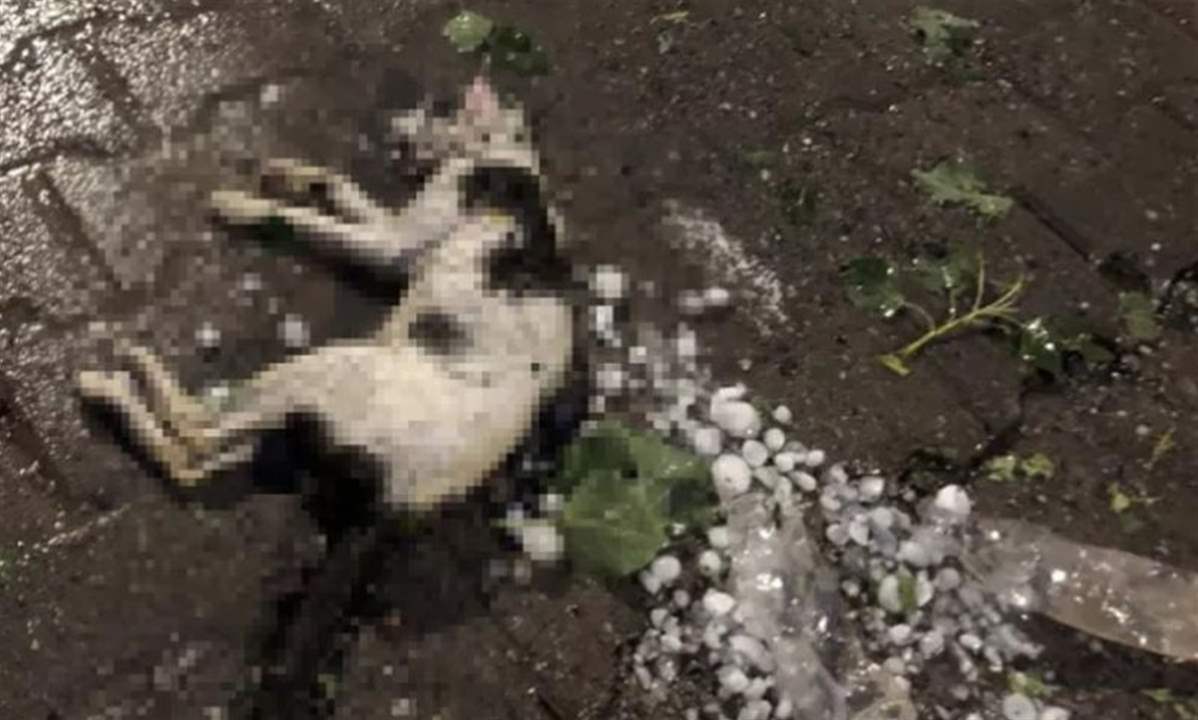  نفوق عشرات الحيوانات في تركيا بسبب حبات البرد  