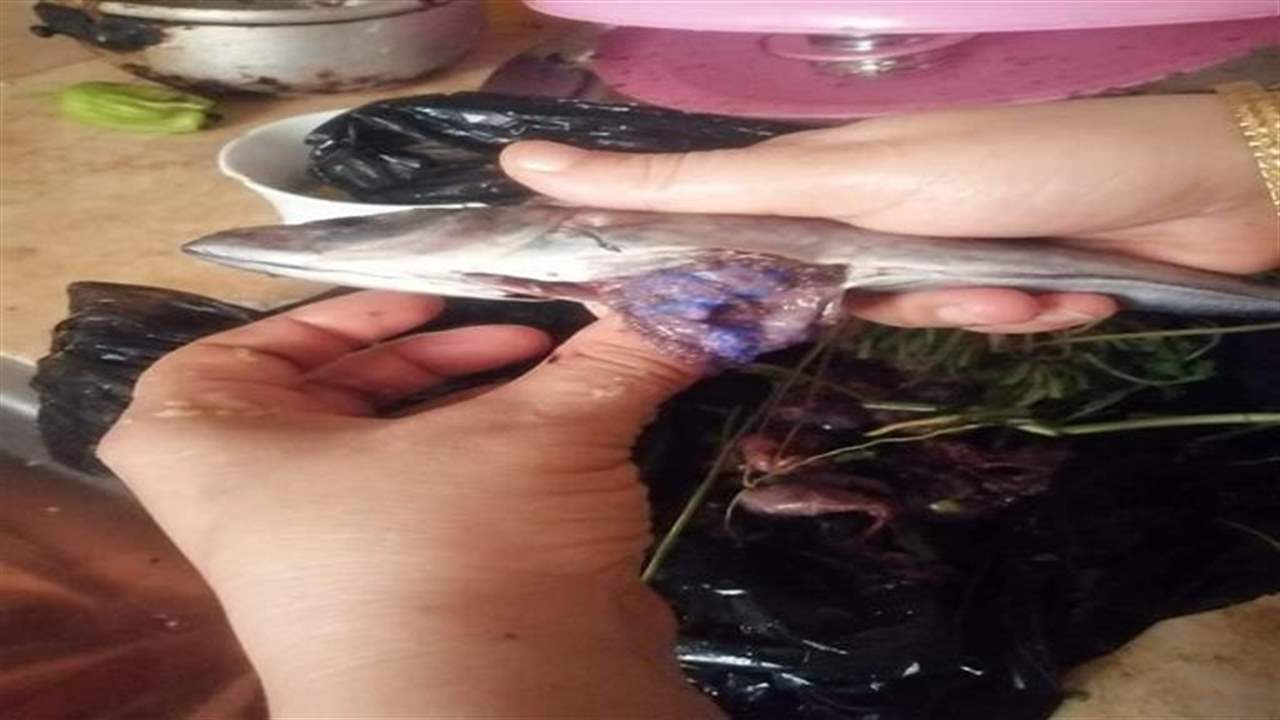   هذا ما تفغله "المادة الزرقاء" داخل أحشاء الأسماك .. ومصر تحذر !