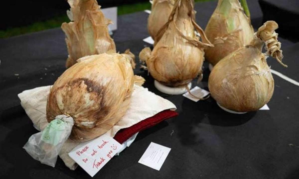 بالصور- ثمرة بصل عملاقة تزن 9 كيلوغرامات في بريطانيا