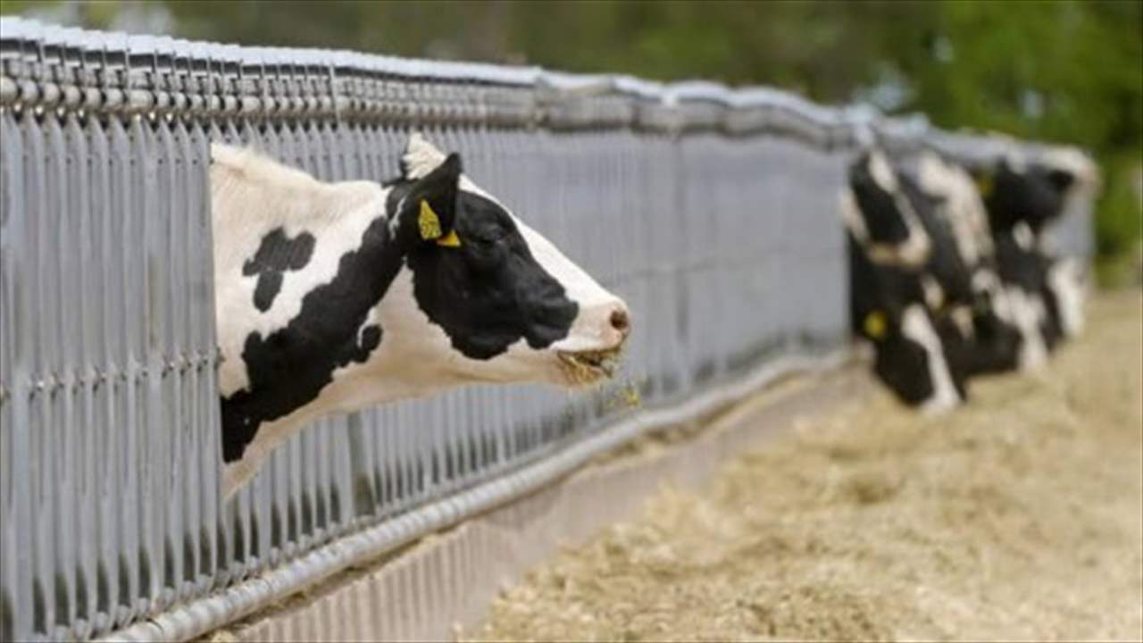 الجزائر تعلن إيقاف استيراد العجول والأبقار من فرنسا بسبب "النزفية الوبائية" 