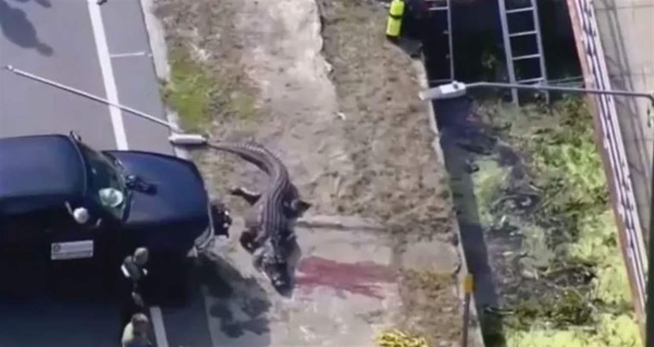  ابنة المشردة التي التهمها تمساح في فلوريدا تروي ما حصل: "أمي لم تسخر منه"