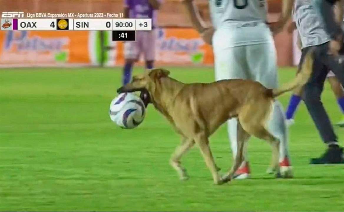 فيديو - كلب يقتحم الملعب مُطالباً بالحصول على الكرة !!