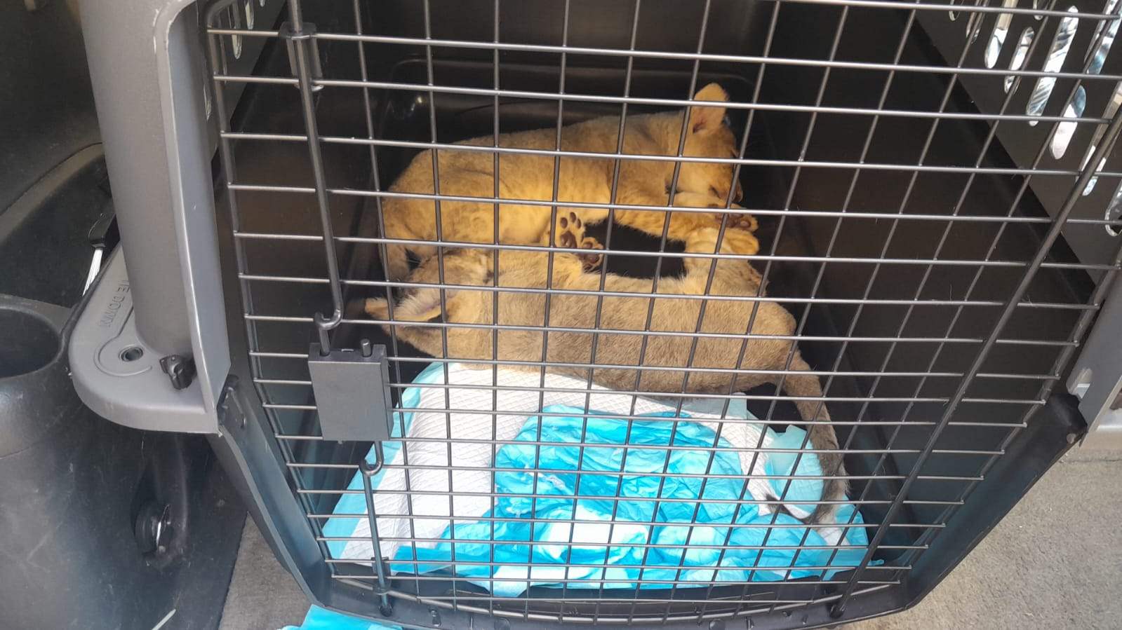  مصادرة كمية كبيرة من الحيوانات والطيور البرية وشبلين دخلوا الاراضي اللبنانية من سوريا عبر احد المعابر غير الشرعية 