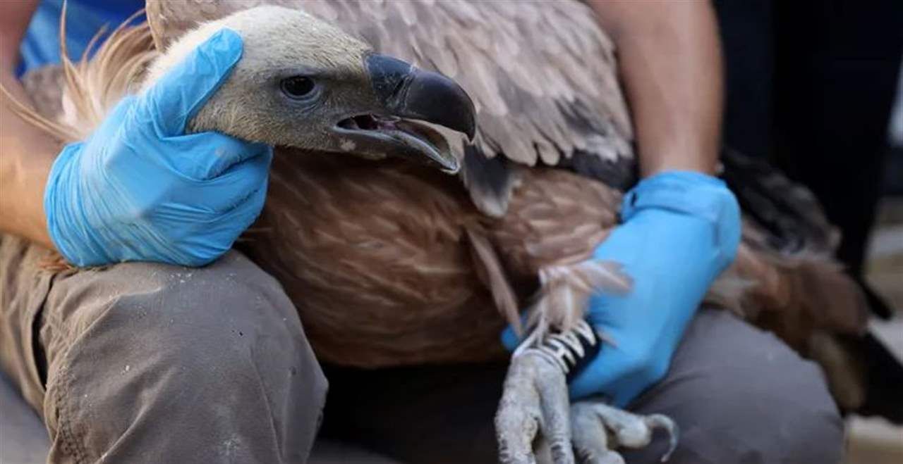 قبرص تطلق نسوراً مهددة بالانقراض في البرية