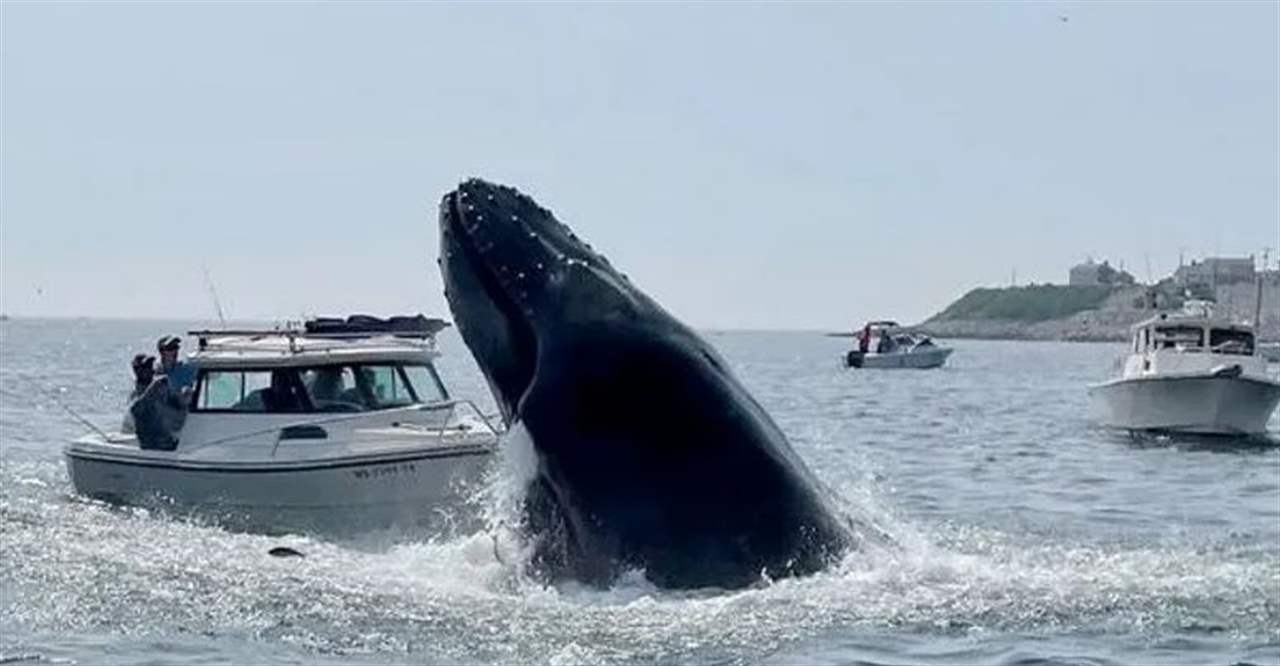 وفاة شخص بعد اصطدام حوت بقارب!