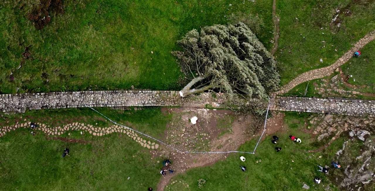 أثارت غضباً وحزناً في بريطانيا.. قصة شجرة تاريخية اشتُهرت في فيلم "روبن هود" 