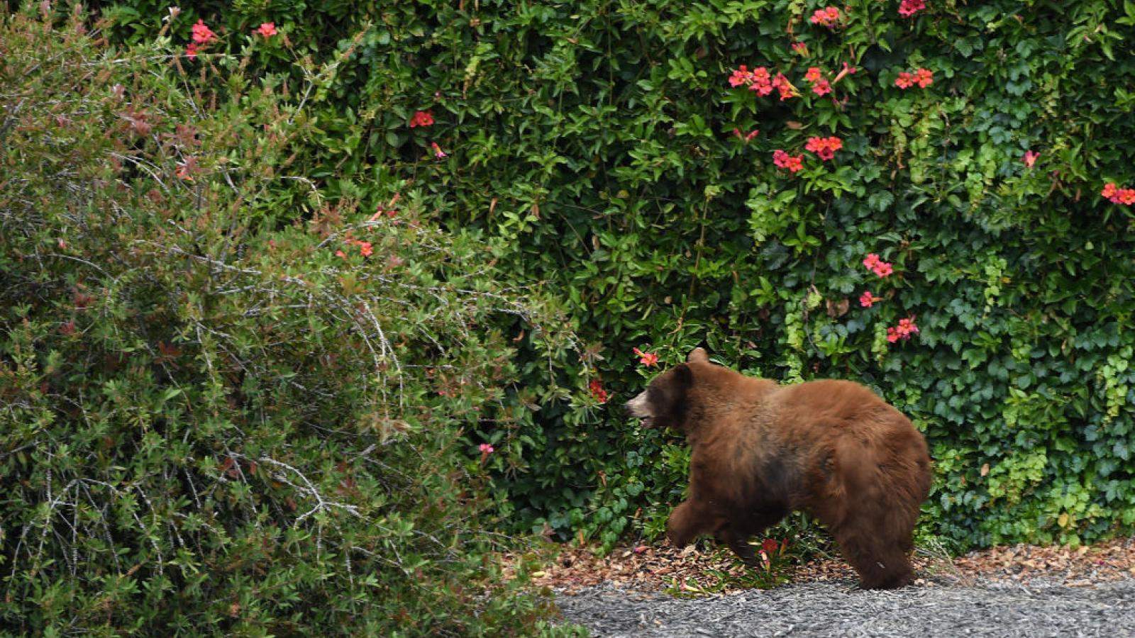 دب يقتل شخصين في متنزه كندي شهير