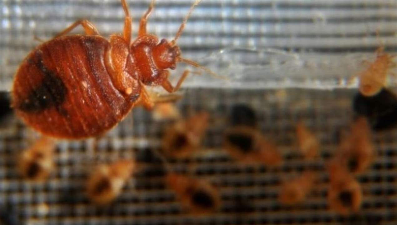 "بقّ الفراش" تستنفر الحكومة الفرنسية 