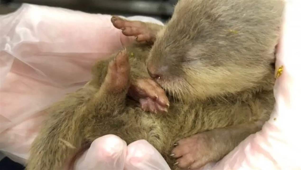 فيديو.. 30 حيواناً برياً مهرّباً تزرع الفوضى خلال رحلة جوية